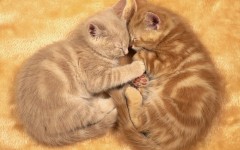 Desktop image. Cats. ID:41924