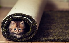 Desktop wallpaper. Cats. ID:41925