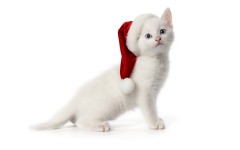 Desktop wallpaper. Cats. ID:41926