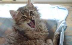 Desktop wallpaper. Cats. ID:41927