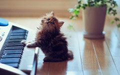 Desktop wallpaper. Cats. ID:41928