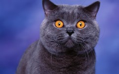 Desktop wallpaper. Cats. ID:41929
