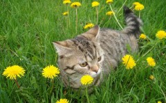 Desktop wallpaper. Cats. ID:41930