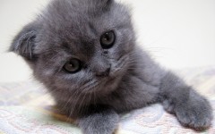 Desktop wallpaper. Cats. ID:41931