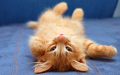 Desktop wallpaper. Cats. ID:41932