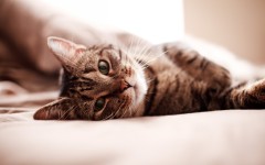 Desktop wallpaper. Cats. ID:41933