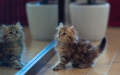 Desktop wallpaper. Cats. ID:41934