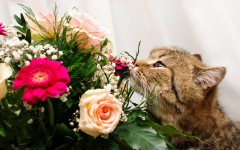 Desktop wallpaper. Cats. ID:41935