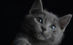 Desktop wallpaper. Cats. ID:41936