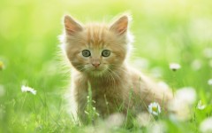 Desktop wallpaper. Cats. ID:41937
