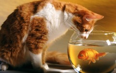 Desktop wallpaper. Cats. ID:41938