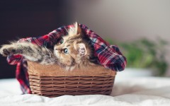 Desktop wallpaper. Cats. ID:41939
