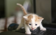 Desktop wallpaper. Cats. ID:41940