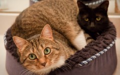 Desktop wallpaper. Cats. ID:41941