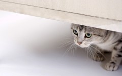Desktop wallpaper. Cats. ID:41942