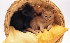 Desktop wallpaper. Cats. ID:41943