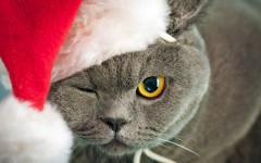 Desktop wallpaper. Cats. ID:41944