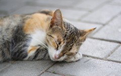 Desktop wallpaper. Cats. ID:41945
