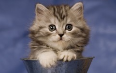 Desktop wallpaper. Cats. ID:41947