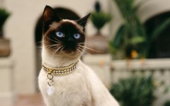 Desktop wallpaper. Cats. ID:41948