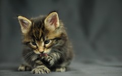 Desktop wallpaper. Cats. ID:41949