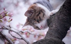 Desktop wallpaper. Cats. ID:41950