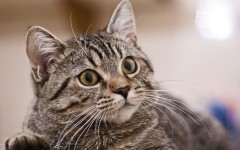 Desktop wallpaper. Cats. ID:41952