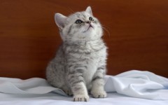 Desktop wallpaper. Cats. ID:41953