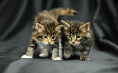 Desktop wallpaper. Cats. ID:41954