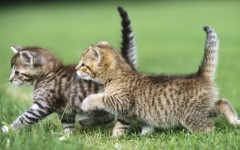 Desktop wallpaper. Cats. ID:41955