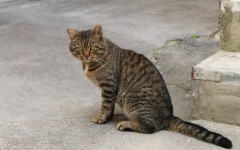 Desktop wallpaper. Cats. ID:41956