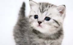 Desktop wallpaper. Cats. ID:41957