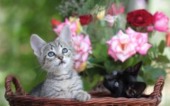 Desktop wallpaper. Cats. ID:41958
