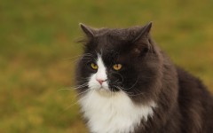 Desktop wallpaper. Cats. ID:41959
