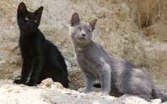 Desktop wallpaper. Cats. ID:41960