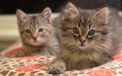 Desktop wallpaper. Cats. ID:41961