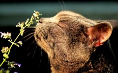 Desktop wallpaper. Cats. ID:41962