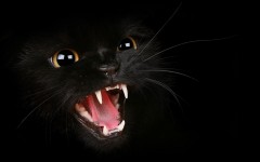Desktop wallpaper. Cats. ID:41963