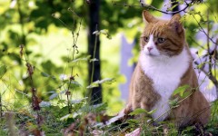 Desktop wallpaper. Cats. ID:41964