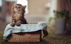 Desktop wallpaper. Cats. ID:41965