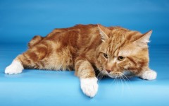 Desktop wallpaper. Cats. ID:41966