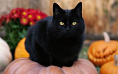 Desktop wallpaper. Cats. ID:41967