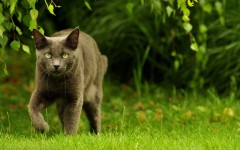 Desktop wallpaper. Cats. ID:41968