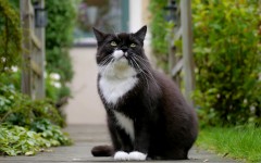 Desktop wallpaper. Cats. ID:41970