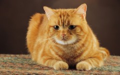 Desktop wallpaper. Cats. ID:41971