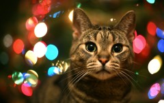 Desktop wallpaper. Cats. ID:41972