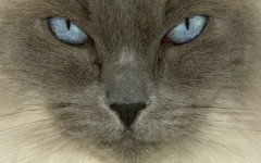 Desktop wallpaper. Cats. ID:41973