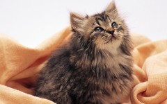 Desktop wallpaper. Cats. ID:41974