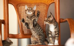 Desktop wallpaper. Cats. ID:41976