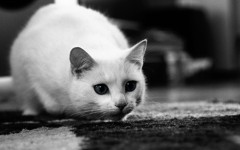 Desktop wallpaper. Cats. ID:41977
